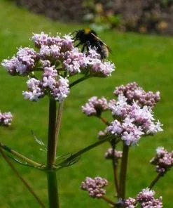 Future Forests Valeriana Officinalis - Valerian Herbs