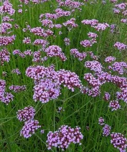 Future Forests Verbena Bonariensis More
