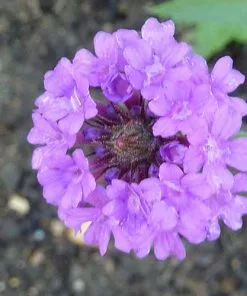 Future Forests More Verbena Rigida