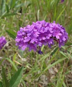 Future Forests More Verbena Rigida 11 Future Forests More Verbena Rigida