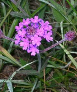 Future Forests More Verbena Rigida 12 Future Forests More Verbena Rigida