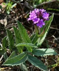 Future Forests More Verbena Rigida 13 Future Forests More Verbena Rigida
