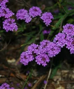 Future Forests More Verbena Rigida