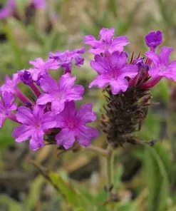 Future Forests More Verbena Rigida 14 Future Forests More Verbena Rigida