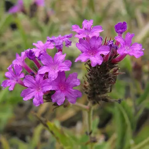 Future Forests More Verbena Rigida 8 Future Forests More Verbena Rigida