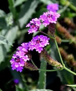 Future Forests More Verbena Rigida 15 Future Forests More Verbena Rigida