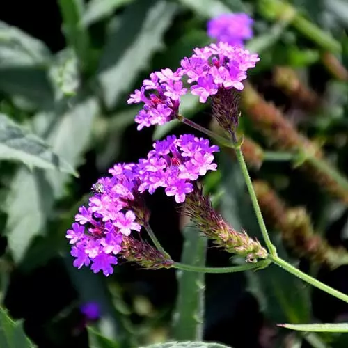 Future Forests More Verbena Rigida 9 Future Forests More Verbena Rigida