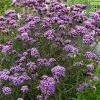 Future Forests Verbena Bonariensis Lollipop PBR 1 Future Forests Verbena Bonariensis Lollipop PBR