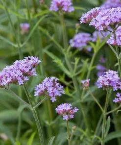 Future Forests Verbena Bonariensis Lollipop PBR