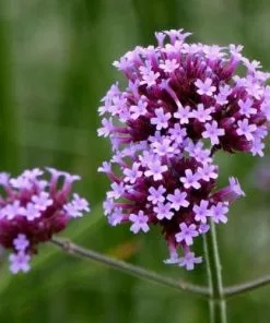 Future Forests Verbena Bonariensis More