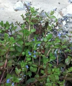 Future Forests Veronica Beccabunga - Brooklime