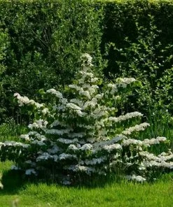Future Forests Shrubs Viburnum Plicatum Mariesii