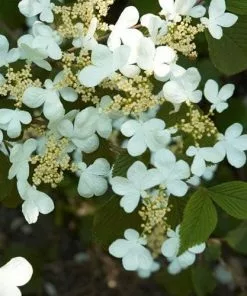 Future Forests Shrubs Viburnum Plicatum Mariesii