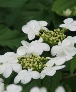 Future Forests Shrubs Viburnum Plicatum Mariesii 10 Future Forests Shrubs Viburnum Plicatum Mariesii