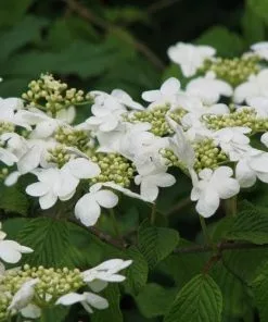 Future Forests Shrubs Viburnum Plicatum Mariesii 11 Future Forests Shrubs Viburnum Plicatum Mariesii