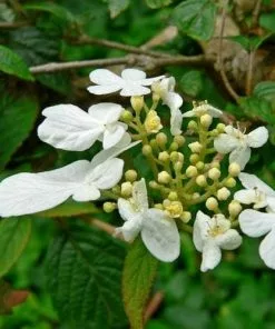 Future Forests Viburnum Plicatum Shasta Shrubs