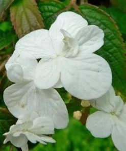 Future Forests Viburnum Plicatum Shasta Shrubs