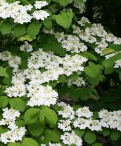 Future Forests Viburnum Plicatum Shasta Shrubs