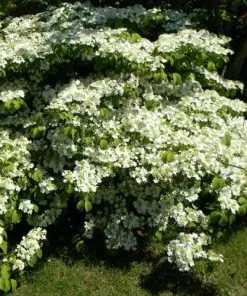 Future Forests Viburnum Plicatum Shasta Shrubs