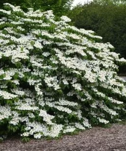 Future Forests Viburnum Plicatum Shasta Shrubs