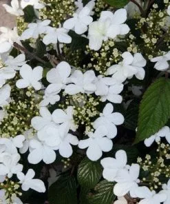 Future Forests Viburnum Plicatum Summer Snowflake Shrubs