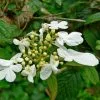 Future Forests Viburnum Plicatum Summer Snowflake Shrubs