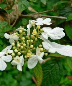 Future Forests Viburnum Plicatum Summer Snowflake Shrubs