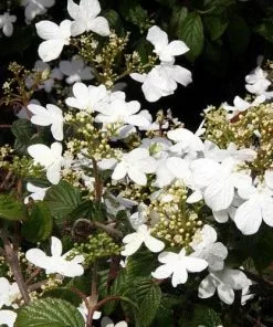 Future Forests Viburnum Plicatum Summer Snowflake Shrubs