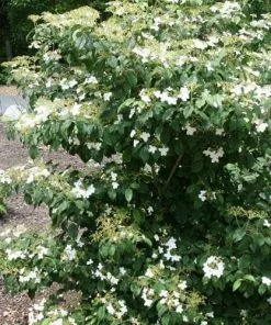 Future Forests Viburnum Plicatum Summer Snowflake Shrubs