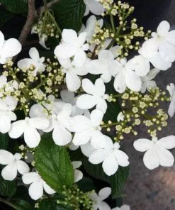 Future Forests Viburnum Plicatum Summer Snowflake Shrubs