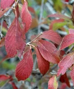 Future Forests Viburnum Plicatum Summer Snowflake Shrubs