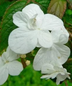 Future Forests Viburnum Plicatum Summer Snowflake Shrubs