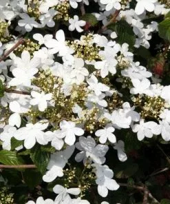 Future Forests Viburnum Plicatum Summer Snowflake Shrubs