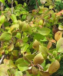 Future Forests Viburnum Plicatum Summer Snowflake Shrubs
