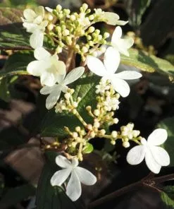 Future Forests Viburnum Plicatum Summer Snowflake Shrubs
