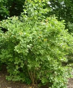 Future Forests Shrubs Viburnum Sargentii Onondaga