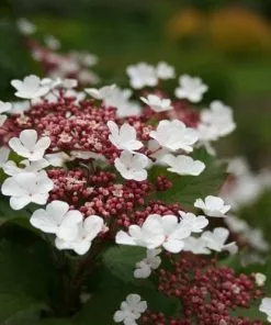 Future Forests Shrubs Viburnum Sargentii Onondaga
