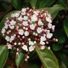 Future Forests Viburnum Tinus Eve Price