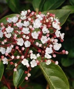 Future Forests Viburnum Tinus Eve Price