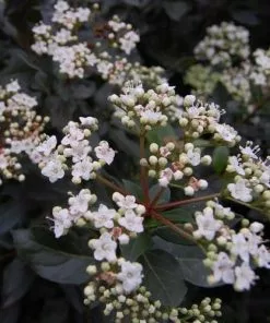 Future Forests Viburnum Tinus Eve Price