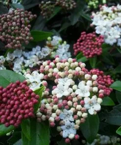 Future Forests Viburnum Tinus Eve Price