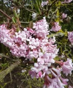 Future Forests Shrubs Viburnum X Bodnantense Dawn