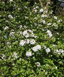 Future Forests Shrubs Viburnum X Burkwoodii Anne Russell