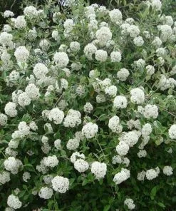 Future Forests Shrubs Viburnum X Burkwoodii Anne Russell