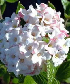 Future Forests Shrubs Viburnum X Burkwoodii Anne Russell