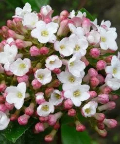 Future Forests Shrubs Viburnum X Burkwoodii Anne Russell