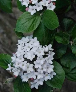 Future Forests Shrubs Viburnum X Burkwoodii Anne Russell