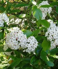 Future Forests Shrubs Viburnum X Burkwoodii Anne Russell