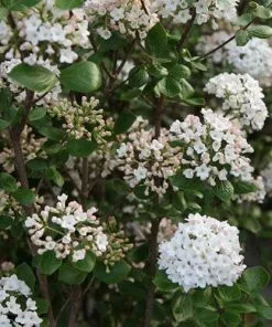 Future Forests Shrubs Viburnum X Burkwoodii Anne Russell
