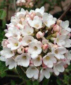 Future Forests Shrubs Viburnum X Burkwoodii Anne Russell